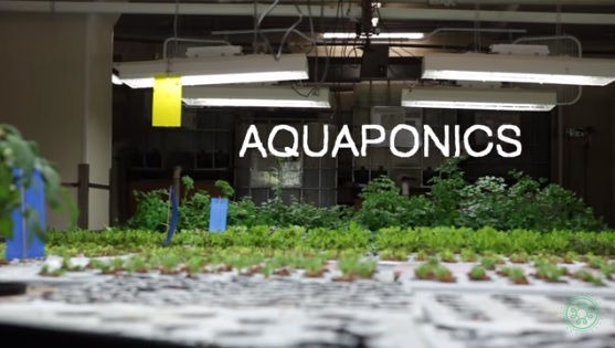 aquaponics